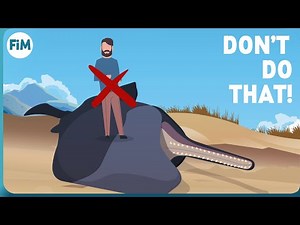 Why dead Whales are so dangerous