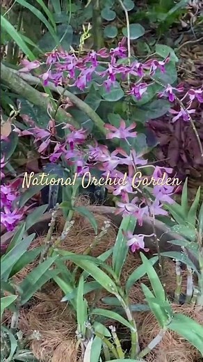 National Orchid Garden, Singapore
