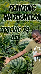 455K views · 6.6K reactions | How to plant Watermelon melon seeds and the best spacing to use | Farm With Fred | Facebook