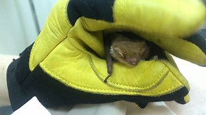 Today is #NationalBatAppreciationDay – a day to recognize and appreciate the only true flying mammal and all they do to help our ecosystems thrive! #DidYouKnow with over 1400 species, bats make up about a quarter of all mammals on Earth? There are many kinds of bats across the globe, from tiny vampire bats in South America to the breathtaking flying foxes in Australia! From migratory hoary and silver-haired, to big browns and endangered little browns, bats found in Canada eat insects and help ma