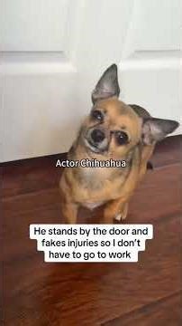 Funny Dogs Playing Games#dog#funny#funnyanimals#funnypets#animals