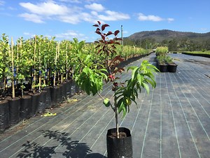 16K views · 180 reactions | Blood Plum + Nectarine + Yellow Plum all on one Tree!! Order your 3 Graft Stone Fruit Salad Tree from fruitsaladtrees.com today and enjoy growing and eating your own fruit!! Yum :) | Fruit Salad Trees | Facebook