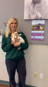 8.1K views · 204 reactions | PETS OF THE WEEK: Champagne, Riesling, Malbec, and Merlot! 壟 Say hello to our wine litter! Just in time for Wine 4 Paws weekend, these 8-week-old Chihuahua mix puppies are available for adoption and ready to enjoy the Central Coast’s finest sips! Can’t adopt? Head on out to your favorite winery this weekend and support animals just like these darling puppies by purchasing a bottle  Cheers! | Woods Humane Society | Facebook