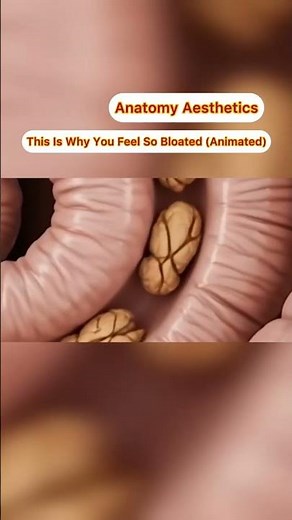 This Is Why You Feel So Bloated (Animated)| Anatomy Aesthetics | Guts Health