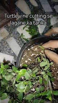 turtle vine ko cutting lagane ka tarika 🐢🌿 #plantlover #plantpropagation
