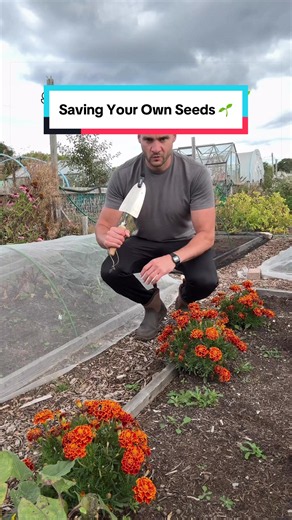 Saving seeds 🌱 One of the best things you can do in the garden in September is save your own seed So here’s a few tips on how to do that the best way Saving your own seed is cool because you get to have more of your favourite plants for free And they grow better over time as they get more used to the micro climate in your garden Some of the easiest are cosmos, marigolds and beans Firstly make sure they are fully formed and fully dry so that the seed is ready They should look a bit brown and yel