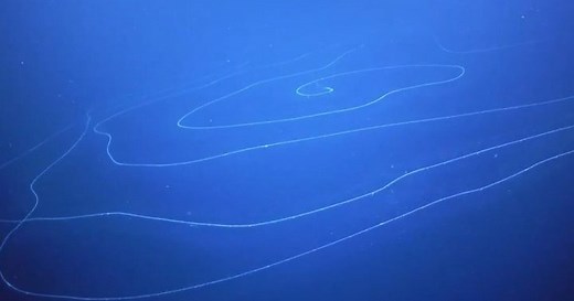Giant stringy organism found in deep sea