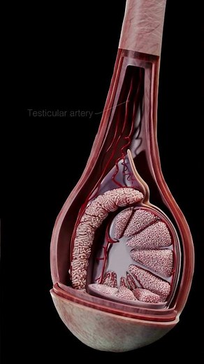 🔍#ANTOMIA3D CORDON ESPERMÁTICO🔍