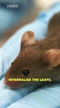🐁🌿Mouse eyes... photosynthesise. At least, these ones can.
