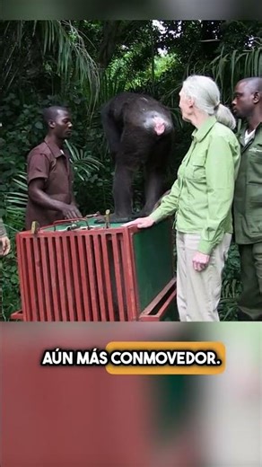 Estaba a Punto de Ser Liberado… Pero Hizo ESTO 😳🐒 #shorts