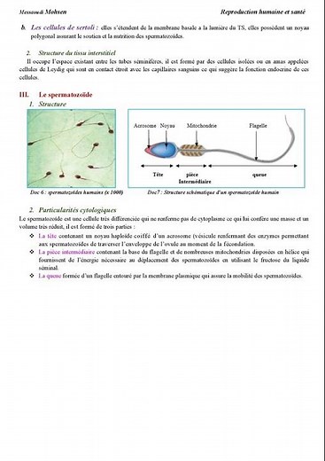 Cours 1 la fonction reproductrice chez l'homme #science #education