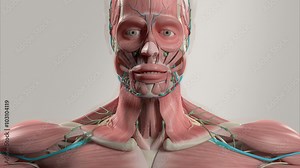 Human anatomy quick zoom out from inside the head to the outside, showing nervous system, vascular system, skeletal system and muscular system.