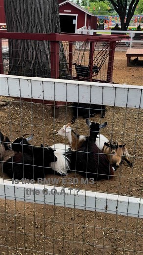 8.1K views · 57 reactions | Is the E30 M3 the GOAT? ....: : @motorsport_duo...#bmw #bmwclassic #bmwe30 #bmwe30m #bmwfamily #bmwlife #bmwm #bmwmotorsport #bmwmrepost #bmwrepost #bimmer #driveit #e30 #e30daily #e30fanatics #e30club #e30m3 #e30nation #e30obsession #e30owners #e30power #e30ratedm #fitment #m3 #motorsport_duo #oldschool #savethemanuals #ultimateklasse | Msport Duo | Facebook