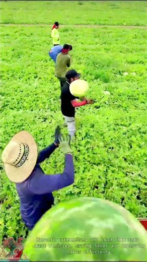 How to harvest watermelon and stack it smartly