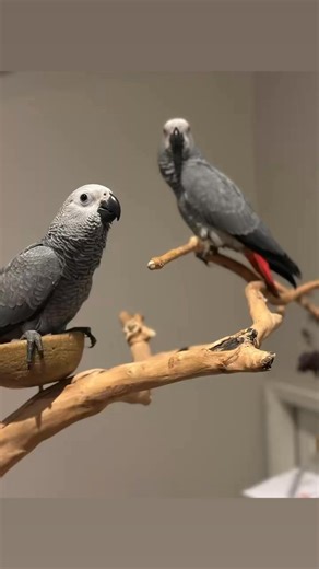 Our #africangreyparrot babies decided to come down from their tree and play today. Both girls are still available. Message us West Branch Aviary for more info! #babybirds #petsofinstagram #petbirds #congoafricangrey | West Branch Aviary
