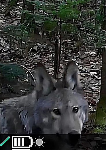 Rare Pack of Eastern Wolves Caught on Trail Camera in Northern Ontario! 🐺📸 #wolf#easternwolf#
