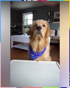 1.4M views · 48K reactions | ASMR Dog Reviewing Different Types of Food | MetDaan Animals | Facebook