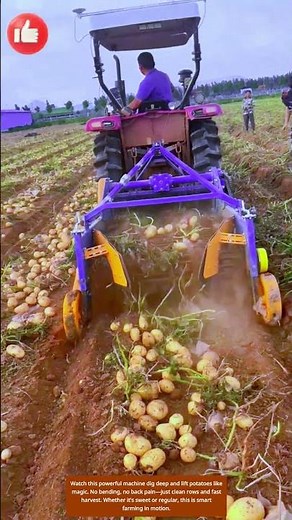Dig, Lift, Harvest — The Potato Machine in Full Swing 🥔🚜