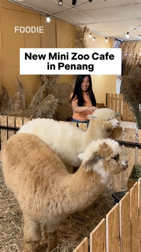 NEW Mini Zoo Cafe in Penang with capybara, alpacas and more 😍 📍Bulu Bulu Cafe Lebuh Campbell, Penang [Pork-free] #penang #penangfood #penangfoodie | Penang Foodie
