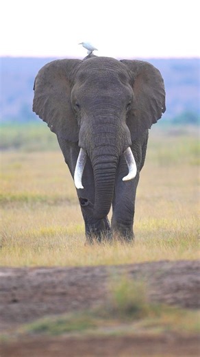 The African Elephant is truly one of the most spectacular species found on this planet. | Colby Brown Photography