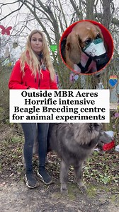 68K views · 2.4K reactions | MBR Acres is a GIANT LEGAL PUPPY MILL in...
