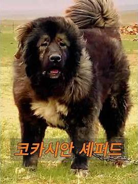 코카시안 셰퍼드는 대조적인 특징을 지닌 개 품종입니다.#동물 #animals