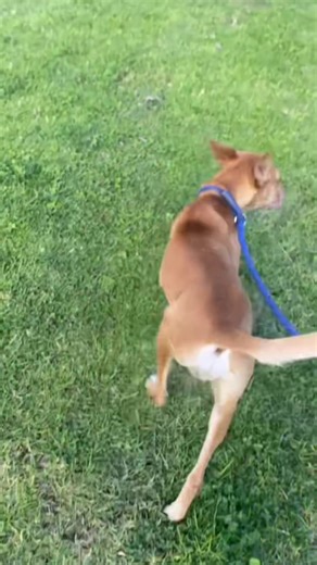 Garden Route SPCA on TikTok