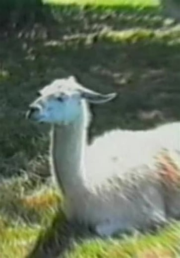 The Planet's Funniest Animals S02:E22 - Episode 22