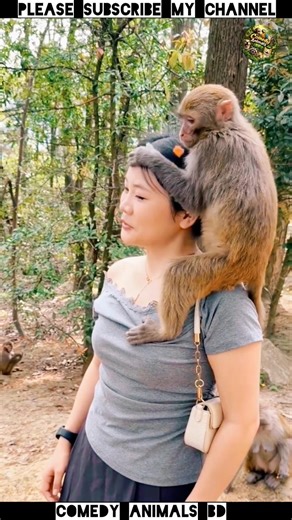 Why Nobody Talks About These Hilarious Monkey Moments Caught on Camera#funny #monkey #animals#shorts