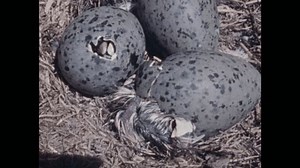 1970s Bird Hatching Egg Platypus Going Stock Footage Video (100% Royalty-free) 1102926513 | Shutterstock