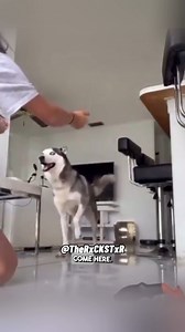 1M views · 50K reactions | Husky Has Trust Issues!  RxCKSTxR Comedy Voiceover! Follow & Subscribe For More Laughs!#husky #foryoupage #funnymemes #funnyvideos #rxckstxr | Rxckstxr | Facebook