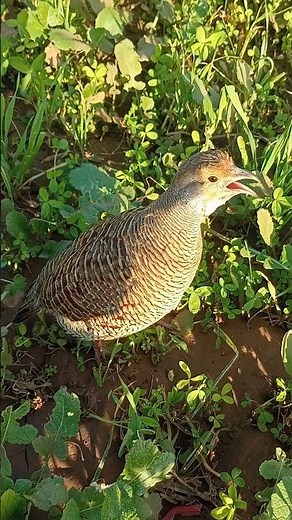 gray partridge sounds #birds #teetarawaz #teetarvoice #bird #birdspecies