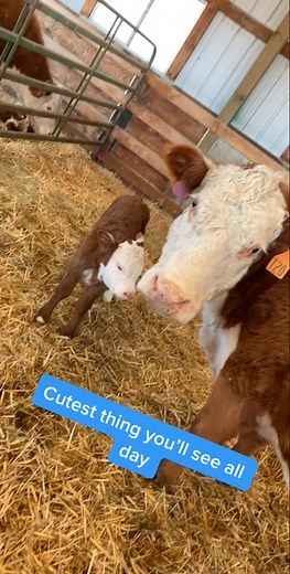Cutest thing on here? #fyp #calf #calfingseason