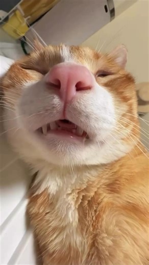 Kitten snoring😂 · · · #cute #cuteanimals #foryou #foryoupage #foryoupage💙 #fyp #catlife #cats_of_world #catvideos #catlove #catsweet #cutecat #cutecats #cutecats_oftheworld #kitten #kittens #kittenlove #kittenplay #kittenlife #kittensofinstagram #funny #funnyvideos #fypシ❤️💞❤️ #fypage #catsofinstagram #cat #catlover #petlovers #dogs #dailykitten | Chelsea Robinson