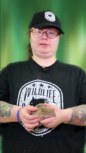 Wildlife Rockstars Animal Ambassador Trivia Challenge!