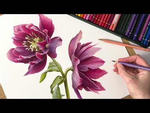 Drawing Hellebore Flowers In Colored Pencil | Botanical Drawing