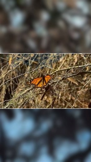 News Channel 3-12 on Instagram: "A team of researchers on California’s Central Coast is giving the beloved Monarch butterflies a high-tech voice in their own survival. On Ellwood Mesa in Goleta, biologist Charis van der Heide and her team set out at dawn on the look out for Monarchs, dwelling in numbers. There, researchers use transmitters lighter than a grain of rice, attaching them to the butterflies with a tiny dab of eyelash glue. The miniature trackers send real-time signals to an app calle