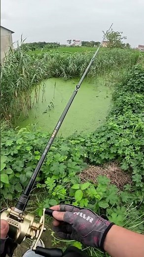 Green pond fishing by viral frog lure.#lurefishing
