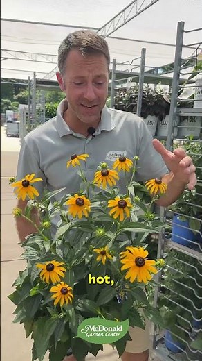 Plants That Can Survive the Heat!