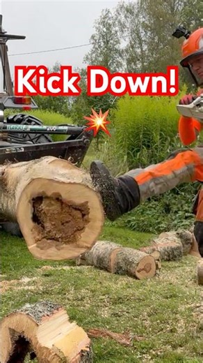 Rotten Birch in Grapple | Chainsaw + Boot Power 💥