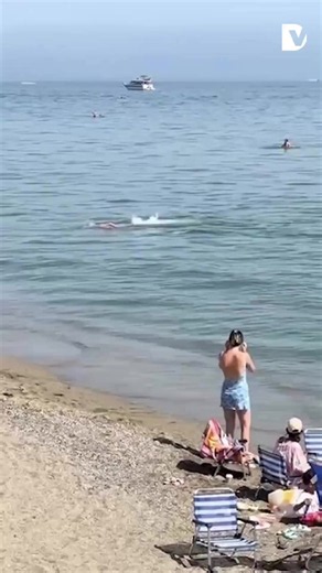 Mandi santai di pantai Marbella berubah menjadi momen menegangkan ketika seekor ikan tuna besar tiba-tiba berenang mendekati area para wisatawan. Seorang pria yang sedang berenang melihat ikan besar tersebut semakin mendekat. Saat ia keluar dari air, ikan itu ternyata terus mengikutinya hingga akhirnya terjebak di dekat pantai. Beruntung, dengan bantuan beberapa pengunjung lainnya, ikan tuna tersebut berhasil kembali berenang ke laut.