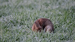 Wild rabbit sitting sick with myxomatosis in a corn field, may, north rhine westphalia, spring, (oryctolagus cuniculus) germany,