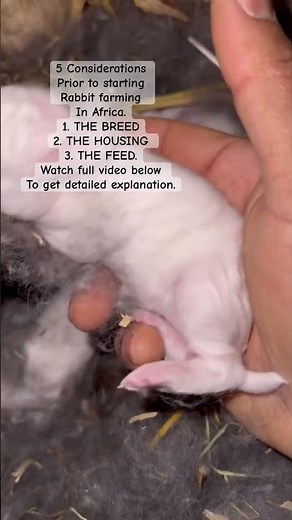 Everything You Need To Know About Keeping Rabbits (Essential Tips!)