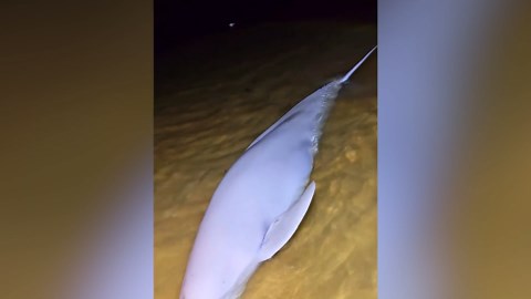 Pregnant finless porpoise rescued from shallow coastal waters