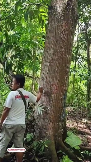 We found the biggest mahogany plantation in the philippines