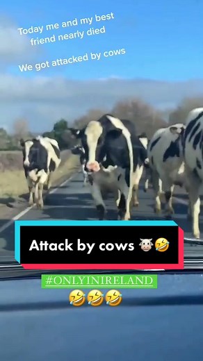 Funny Cow Attacks: Hilarious Moments in the Irish Countryside