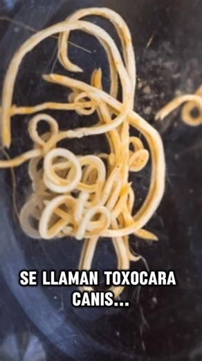 petplanetec | Los parásitos intestinales en perros, especialmente en cachorros, representan un riesgo real para su salud ⚠️ Muchos cachorros nacen ya... | Instagram