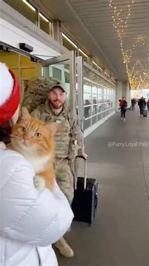 😹 🐈 Crazy Orange Cat! He climbs Soldier like a tree! #cat