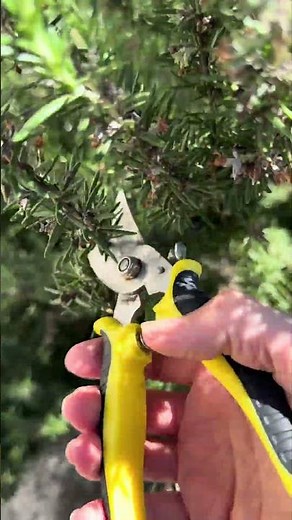Rosemary infused water