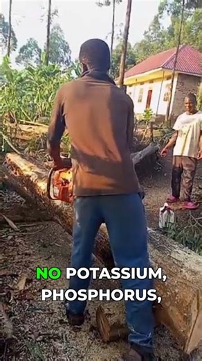 Why Lime Falls Short in Mushroom Nutrients